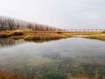 府河湿地 风景