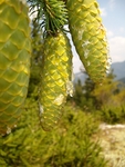 松果