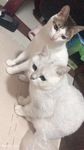 猫咪