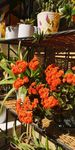 花卉