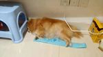 狗狗