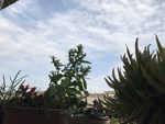 花草