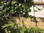 花草