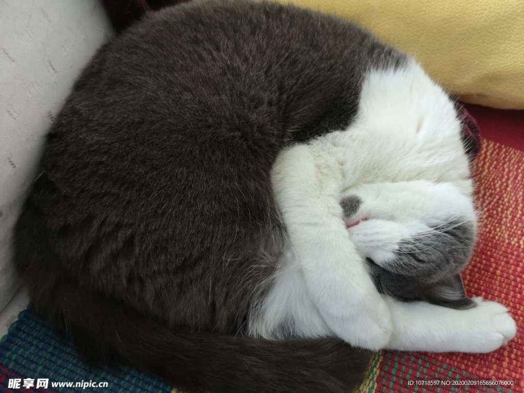 猫咪