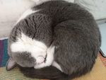 猫咪