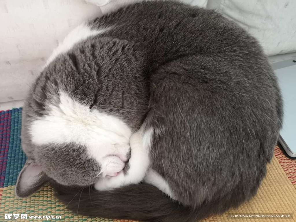 猫咪
