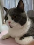 猫咪