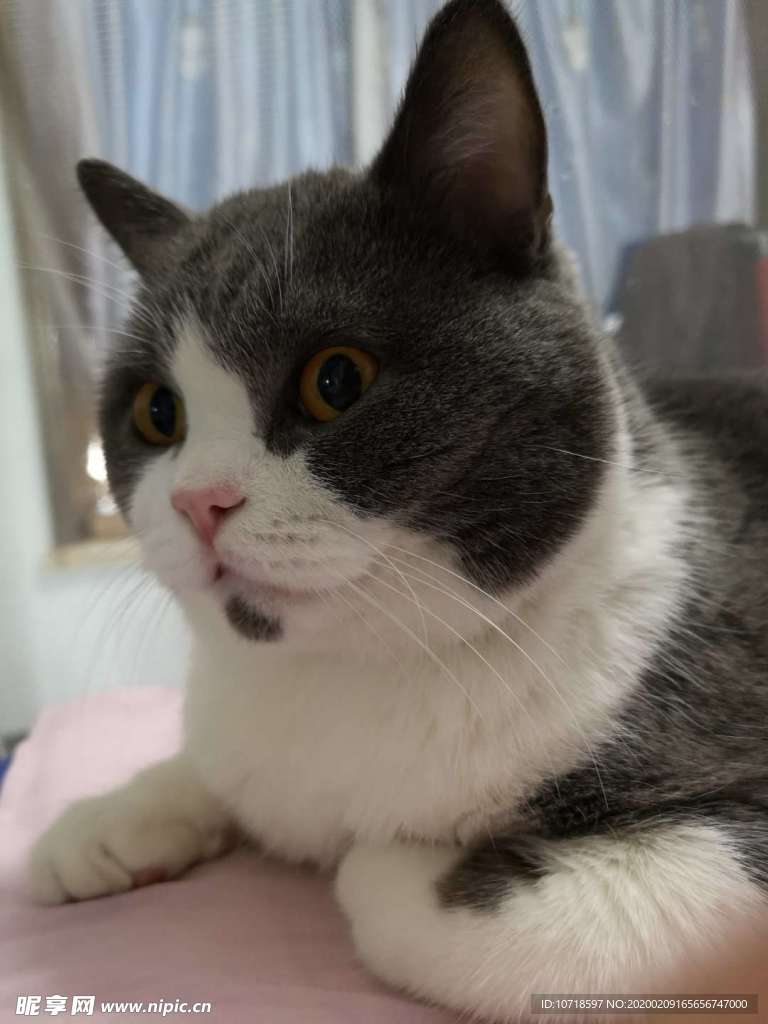 猫咪