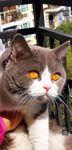 猫咪