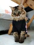 猫咪