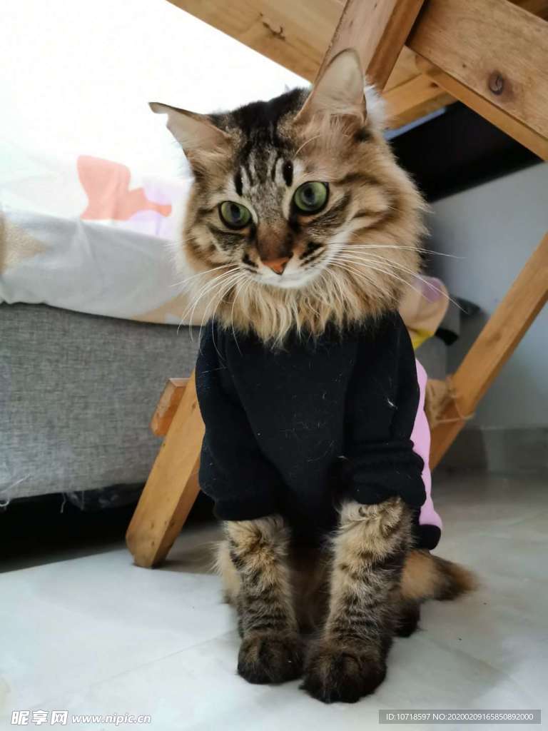 猫咪