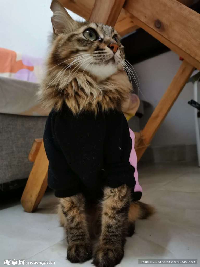 猫咪