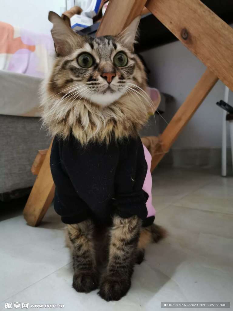 猫咪