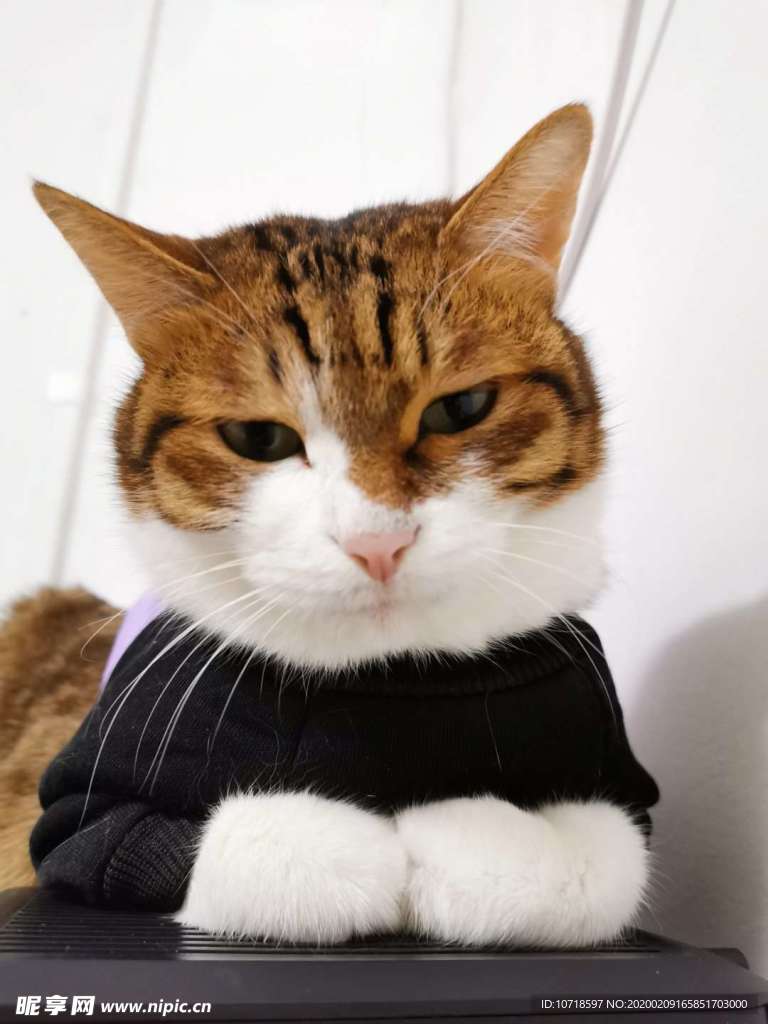 猫咪