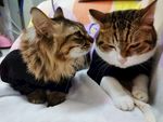 猫咪