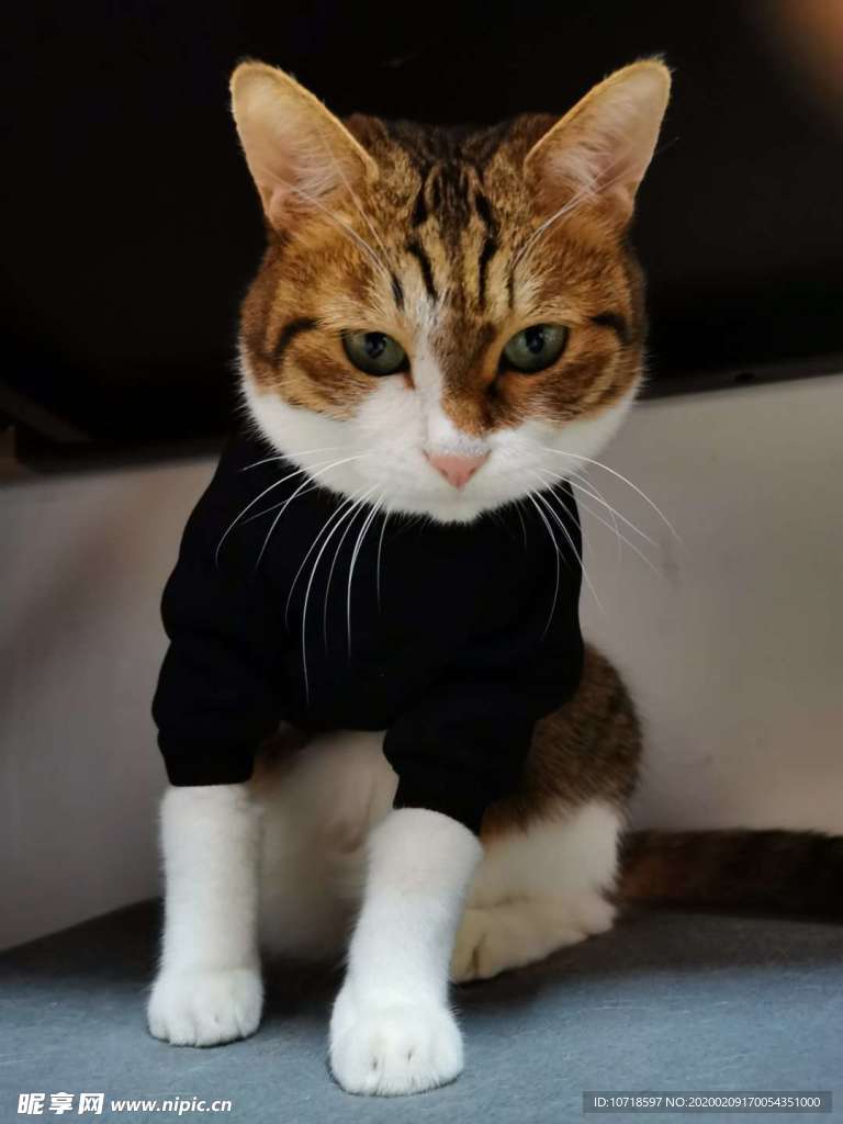 花猫