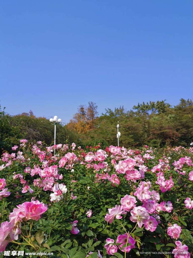 花卉