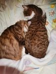 猫咪