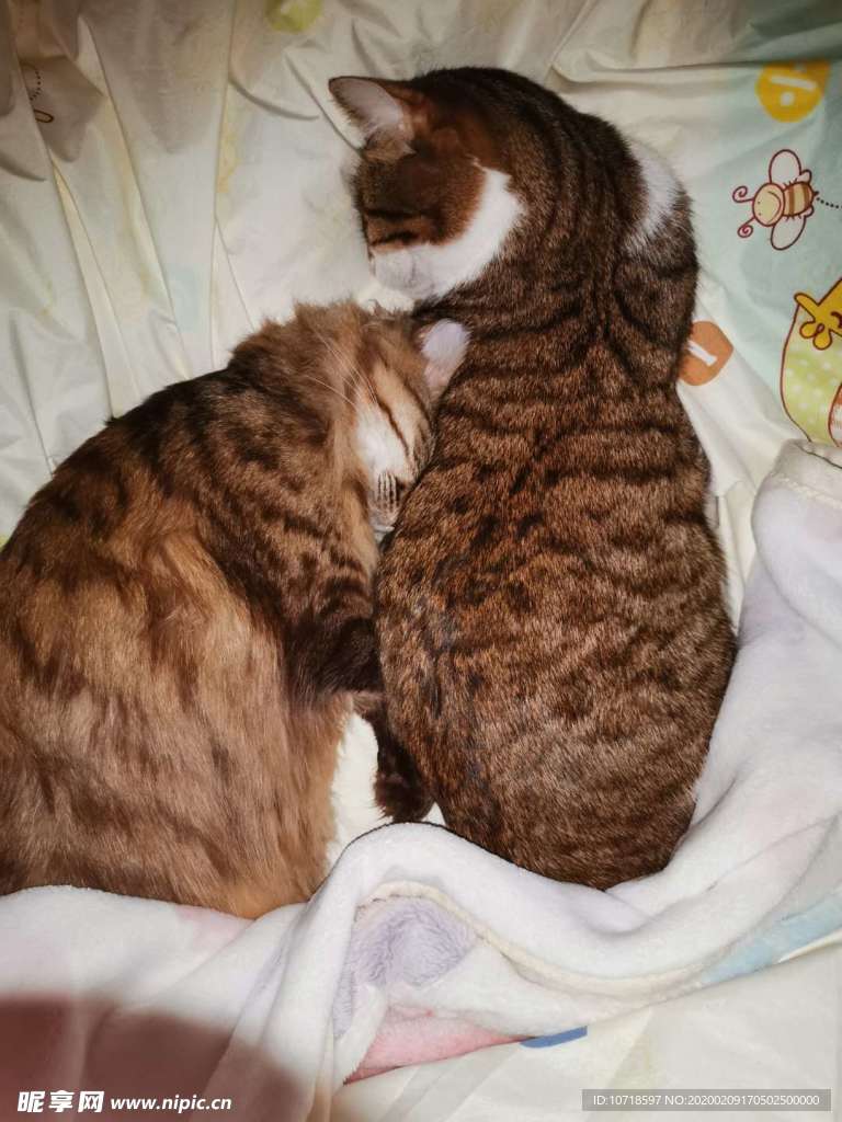 猫咪