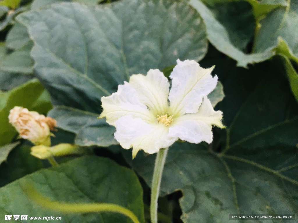 花朵鲜花
