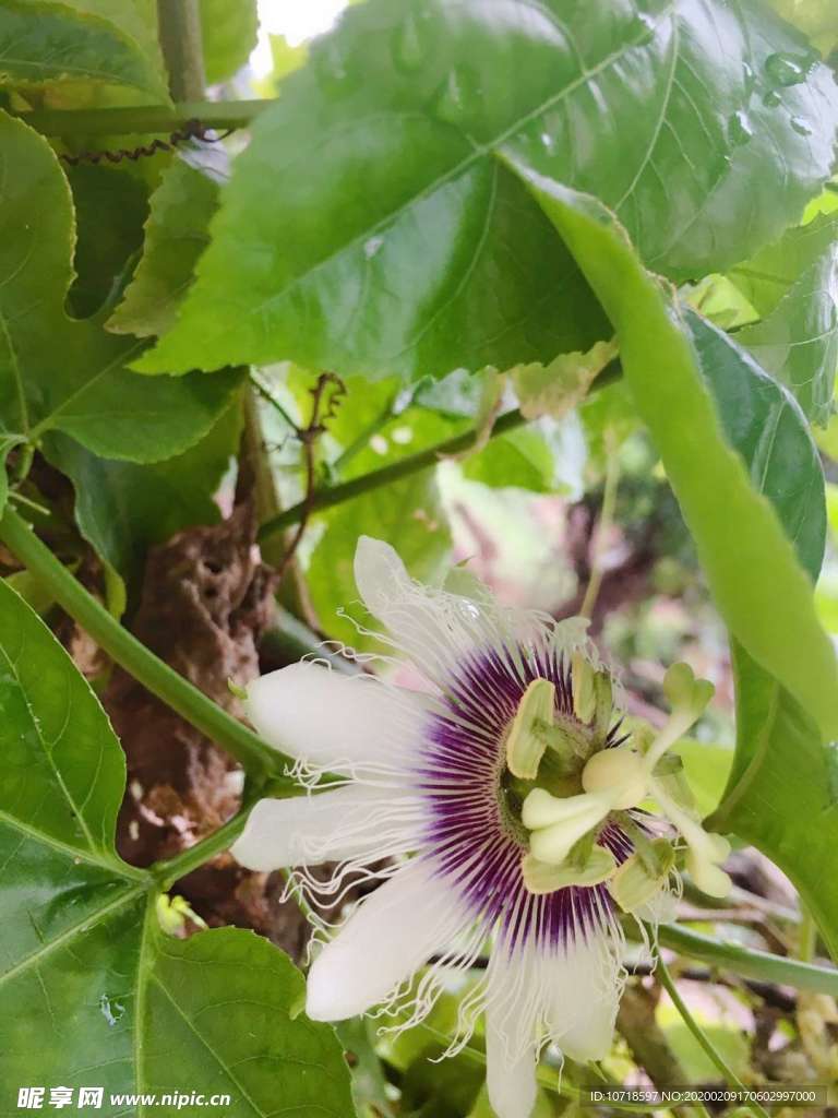 鲜花