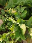 蔬菜青菜