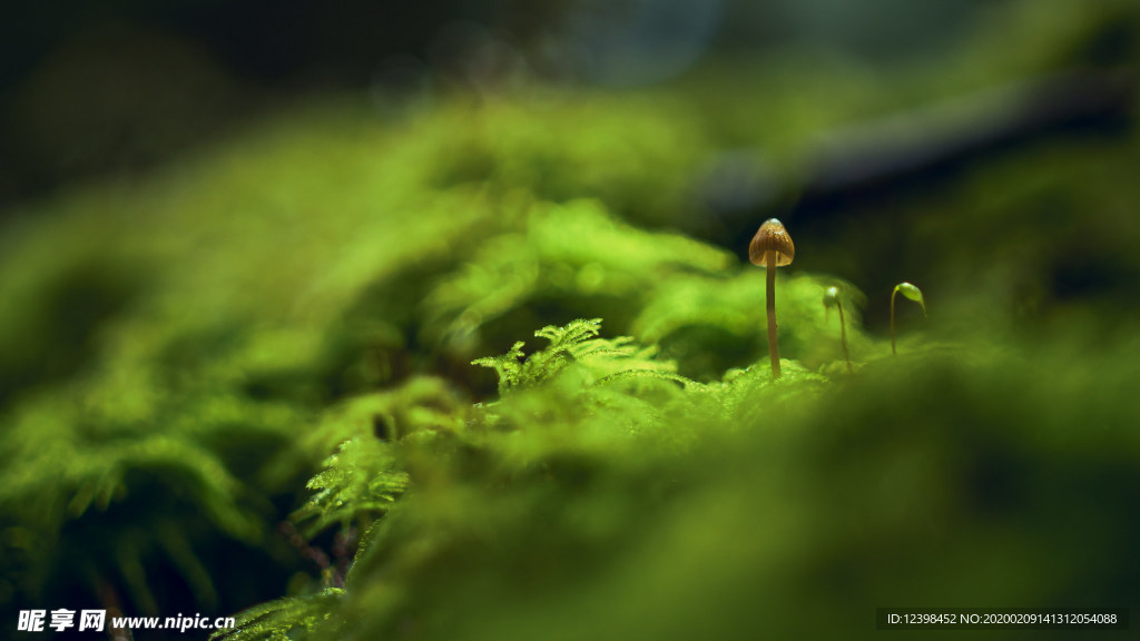 森林里的野生菌菇