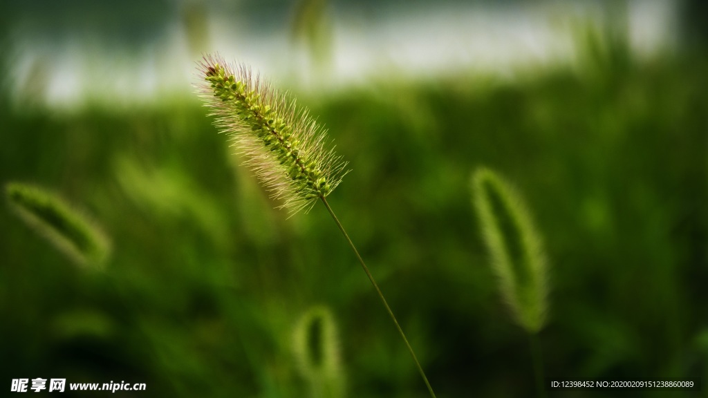 狗尾巴草