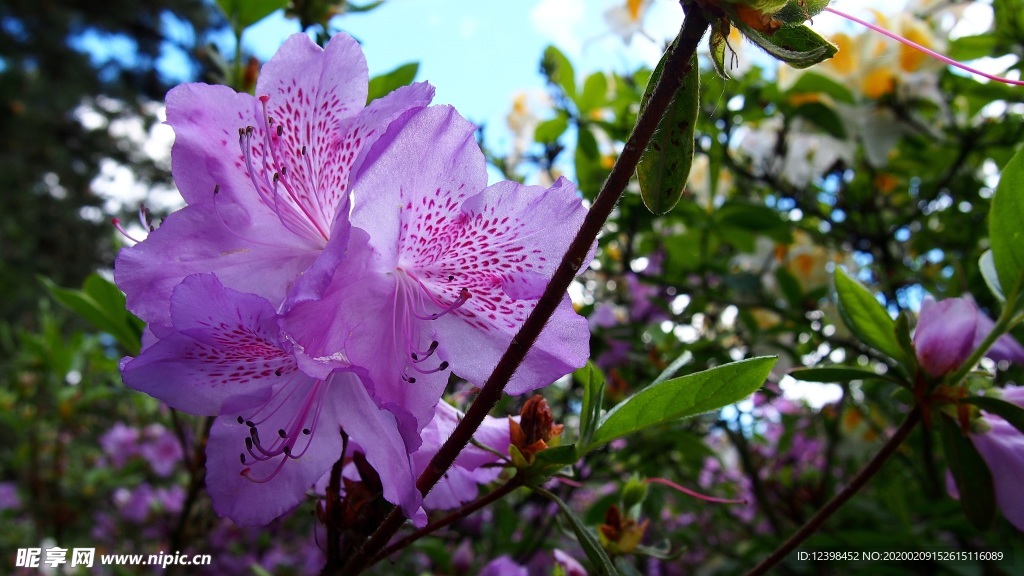 美丽的杜鹃花