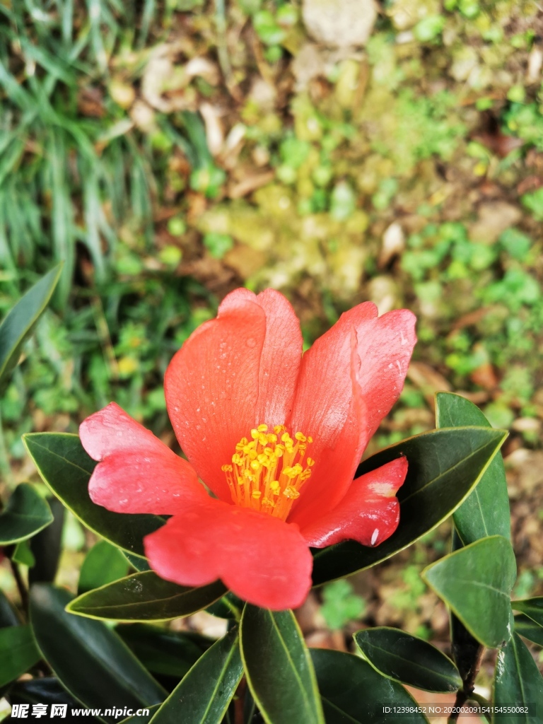 毛绒山茶花