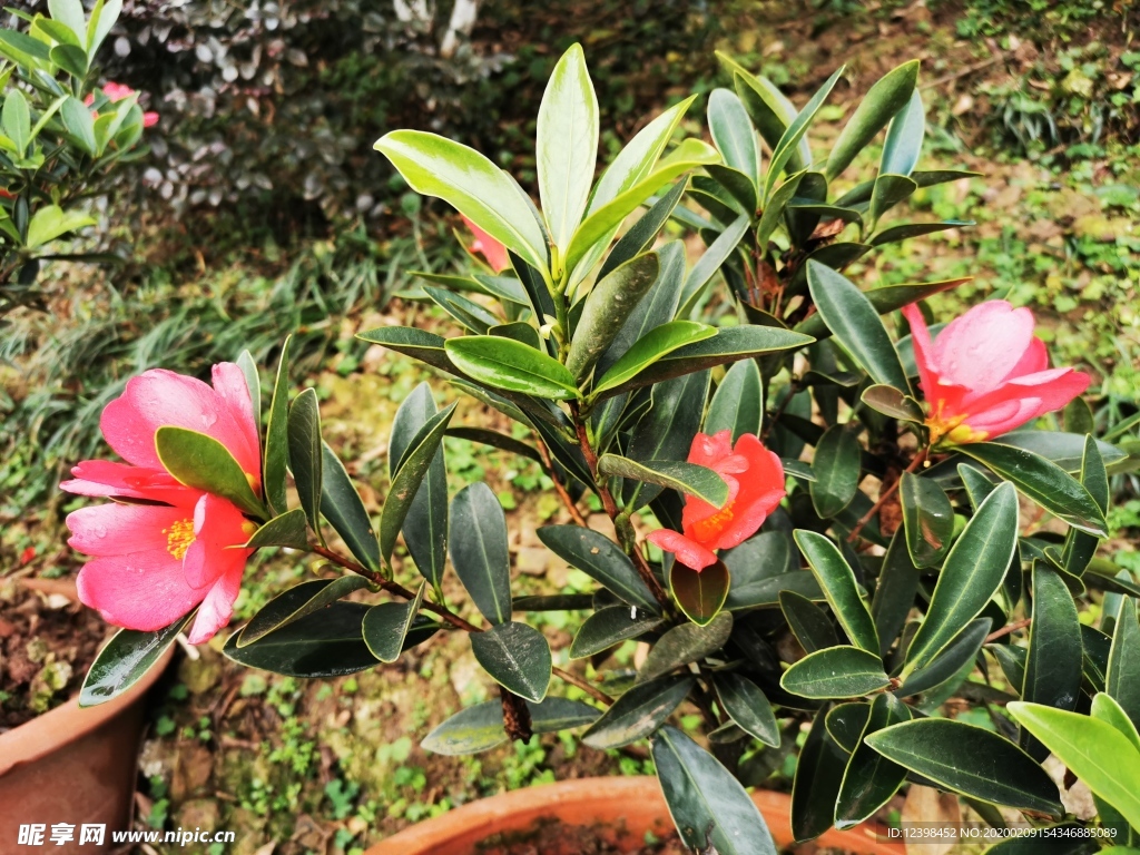 毛绒山茶花