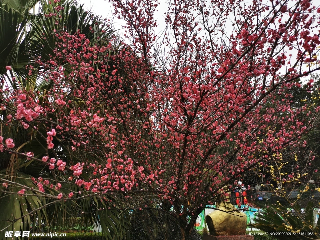 红梅花