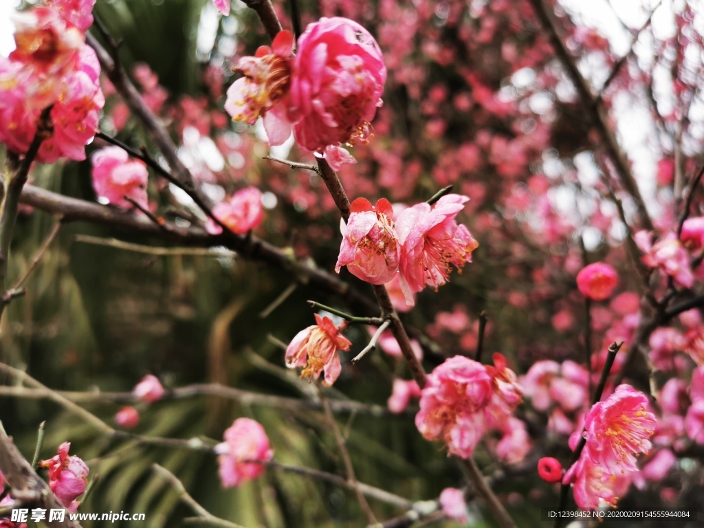 红梅花