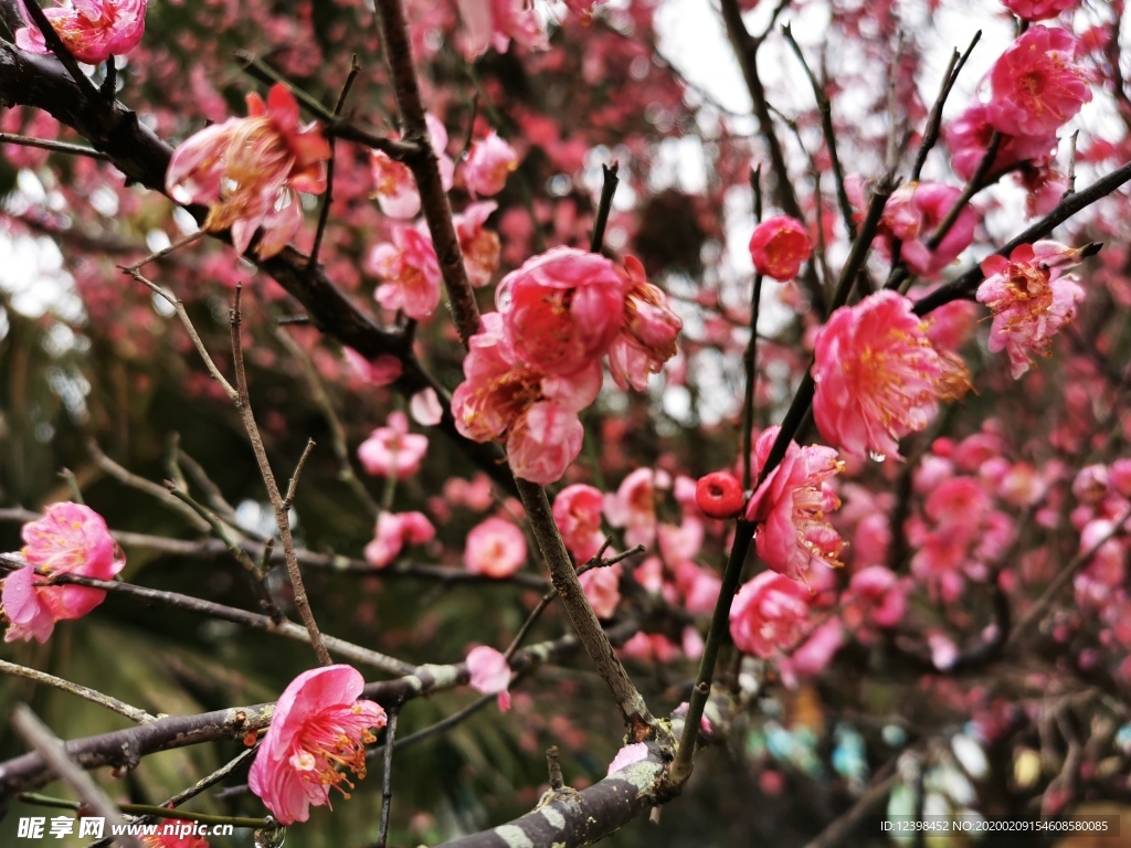 红梅花
