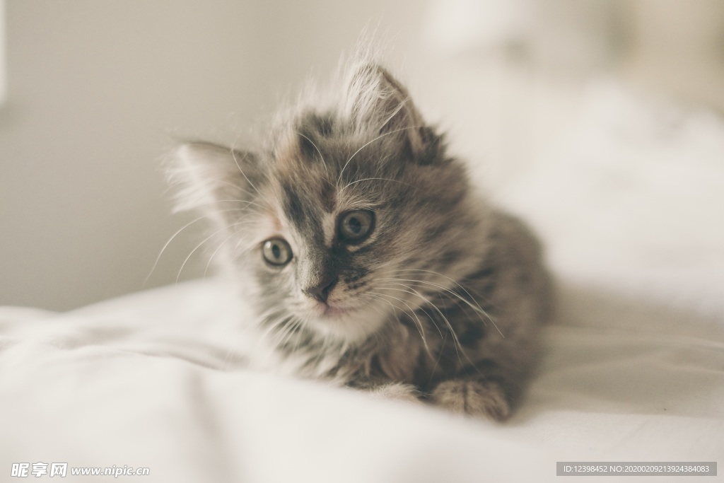 可爱的猫咪