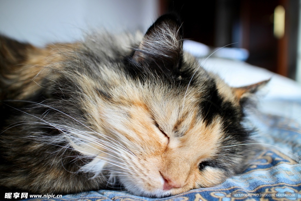 可爱的猫咪