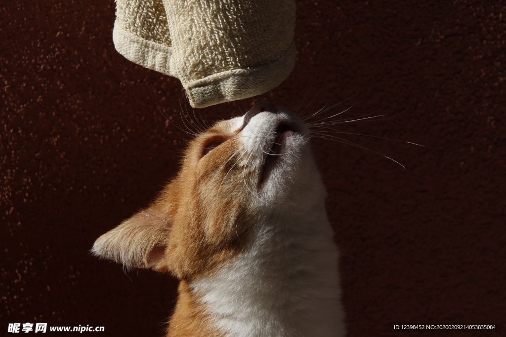 可爱的猫咪