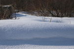 草原雪韵