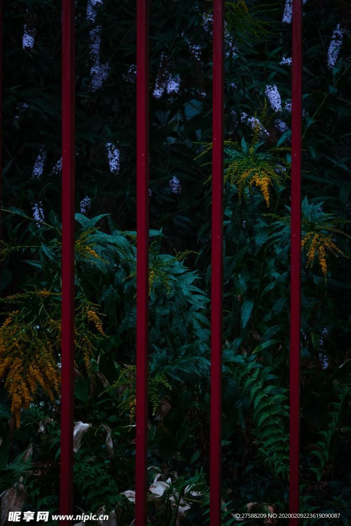 围栏外的花丛