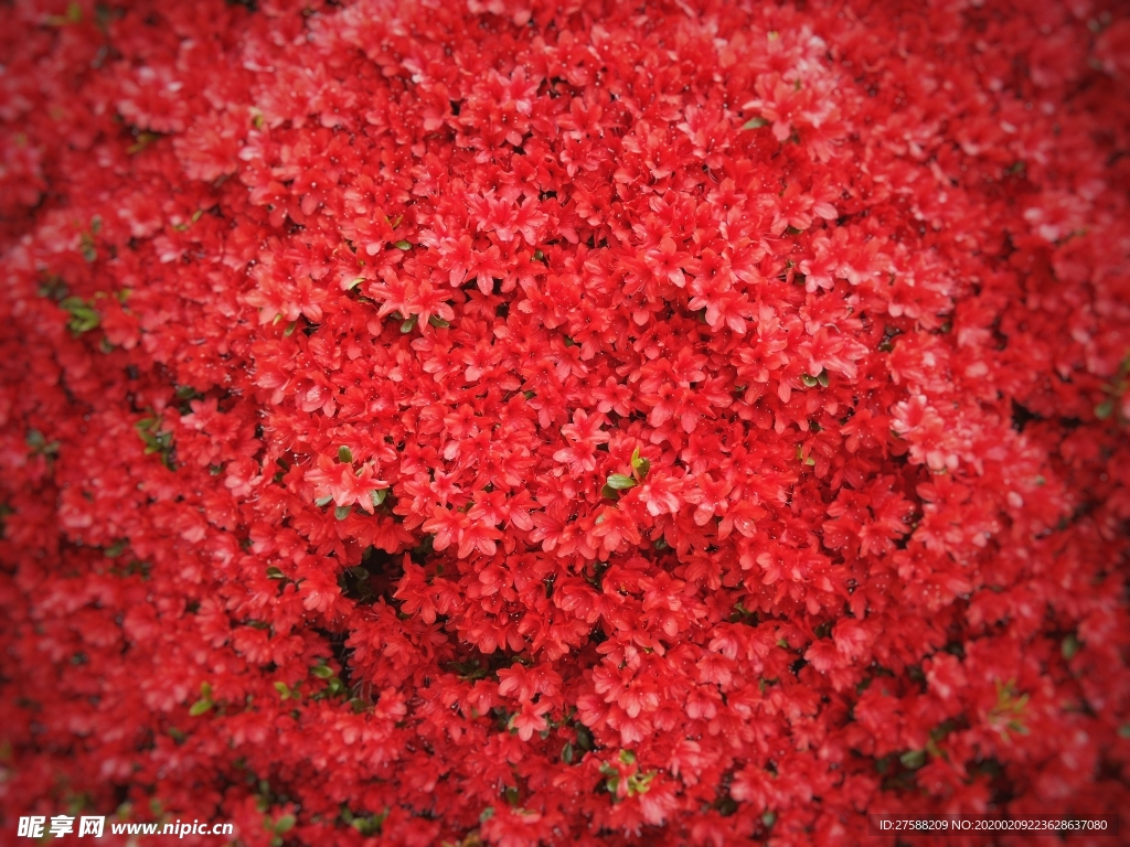 红色花丛