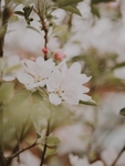 白色花朵