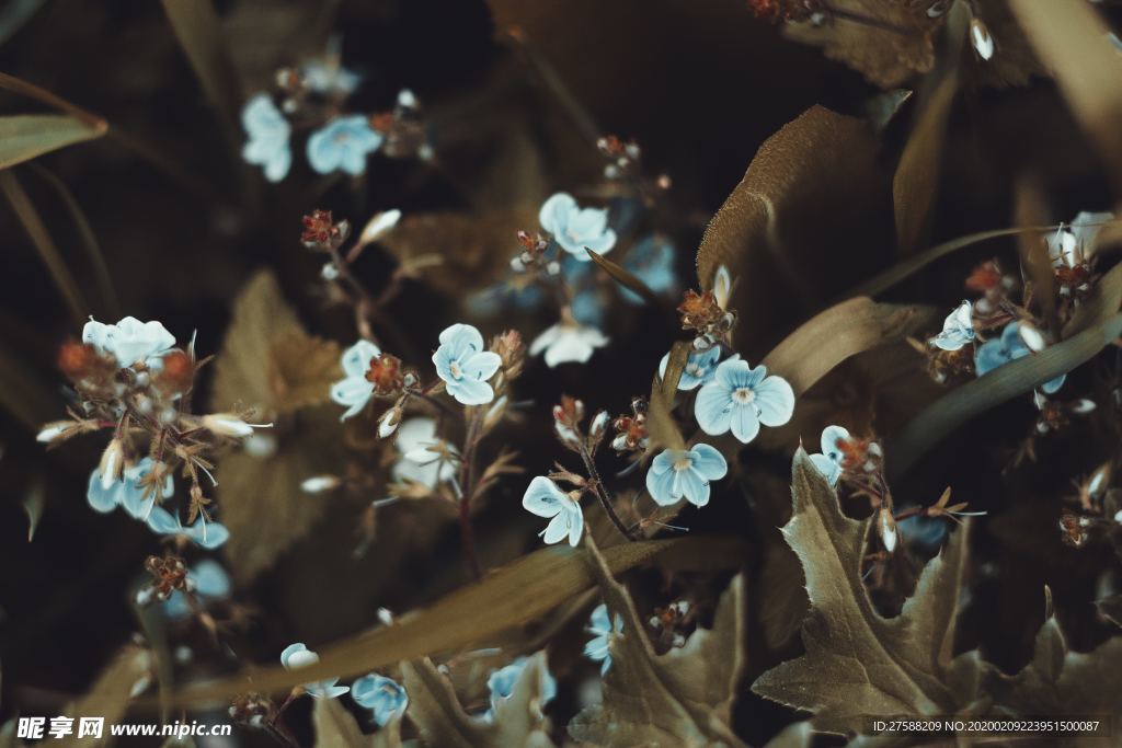 花丛