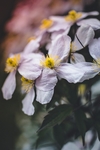 花丛