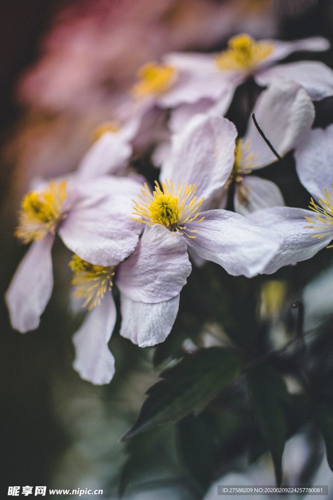 花丛