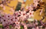 梅花