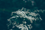 白色小花