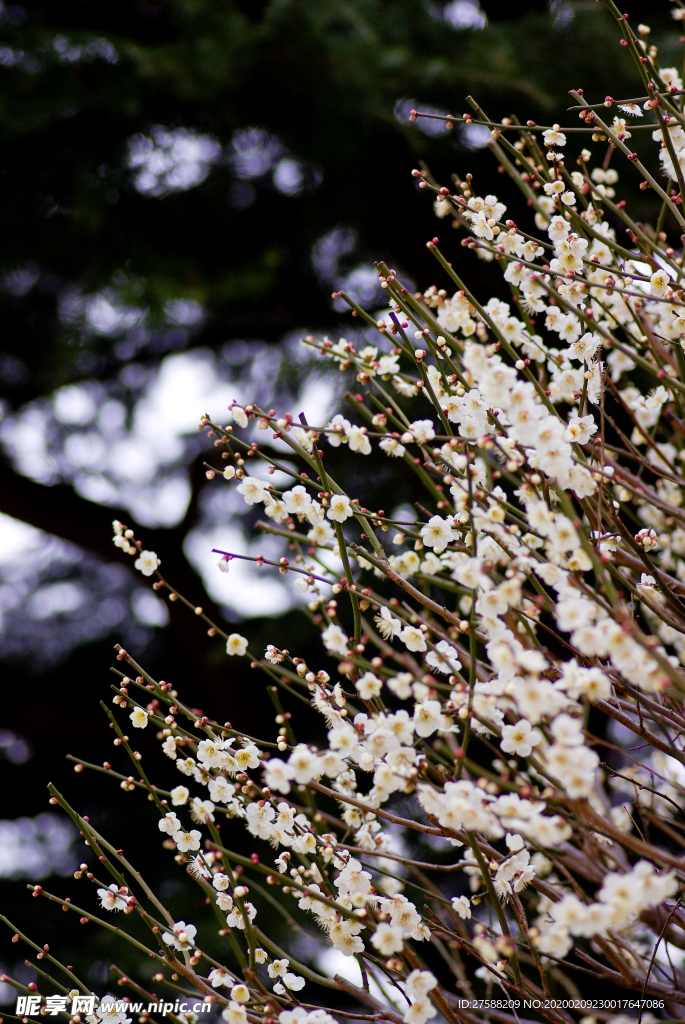 梅花