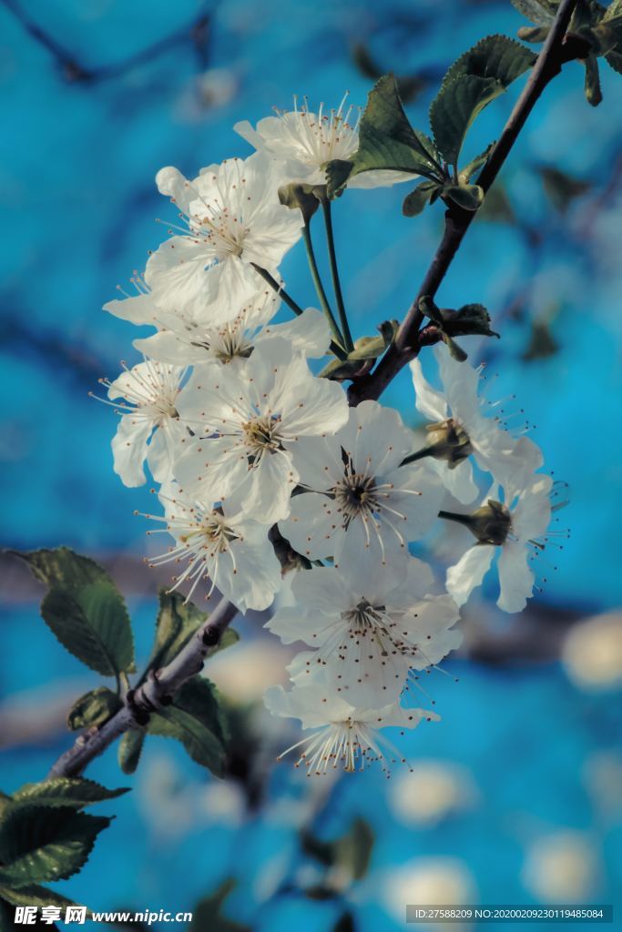 梅花