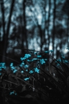 蓝色小花