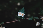 白色小花